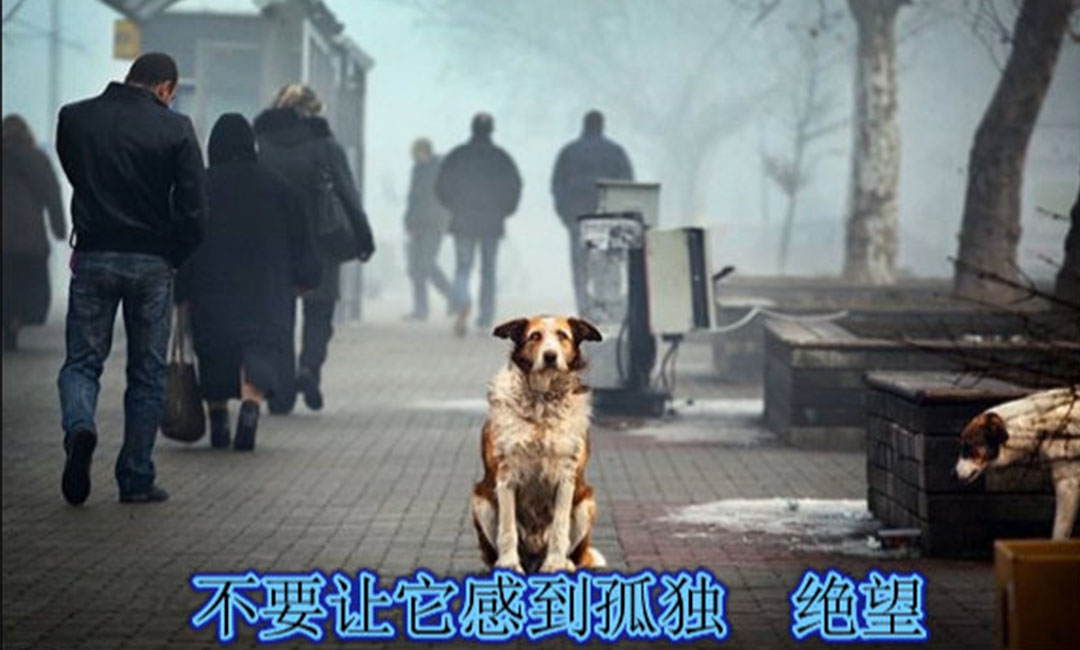 雅安雅安爱影圈微博微信转发案例